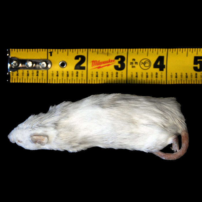 Freeze Dried Rodents