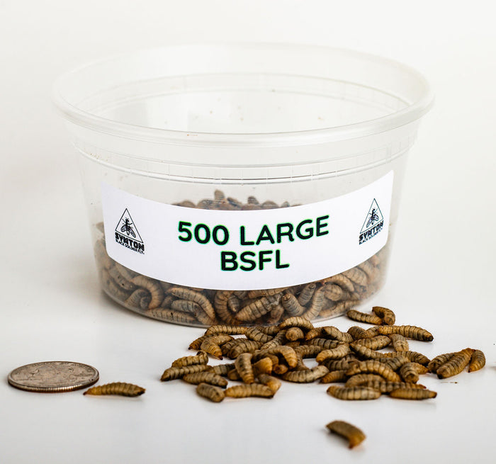 Large Black Soldier Fly Larvae