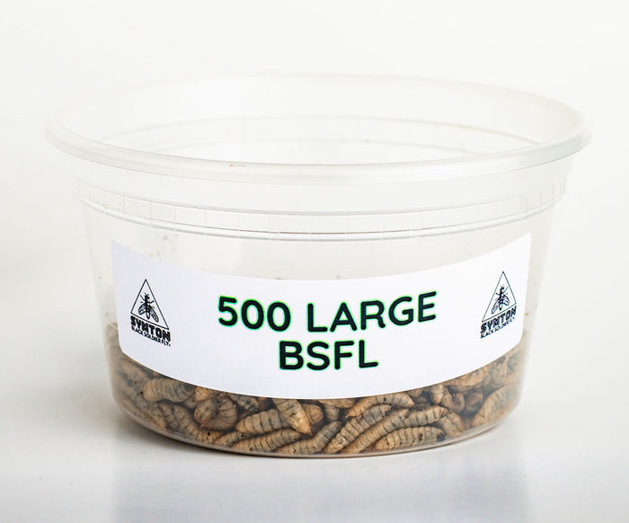 Large Black Soldier Fly Larvae