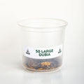 Large Dubia Roaches