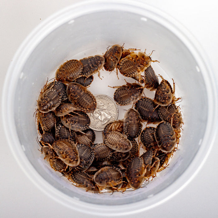 Large Dubia Roaches