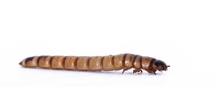 Large Superworms
