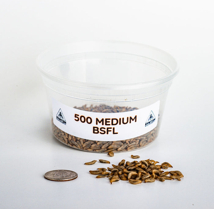 Medium Black Soldier Fly Larvae
