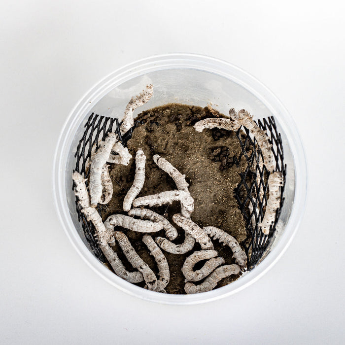 Silkworms (20 count)