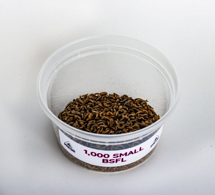 Small Black Soldier Fly Larvae
