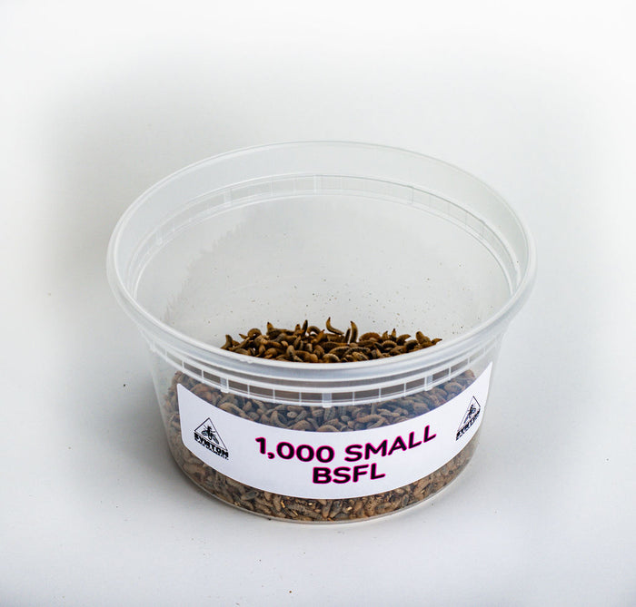 Small Black Soldier Fly Larvae