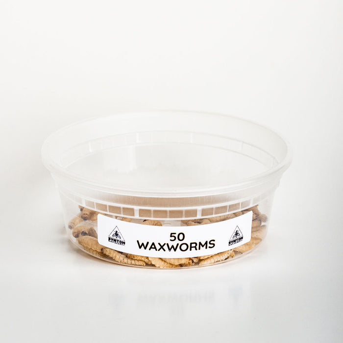 Waxworms (50 Count)