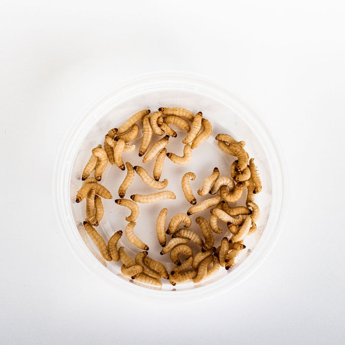 Waxworms (50 Count)