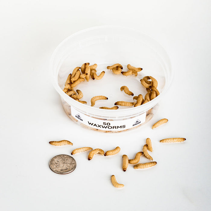 Waxworms (50 Count)