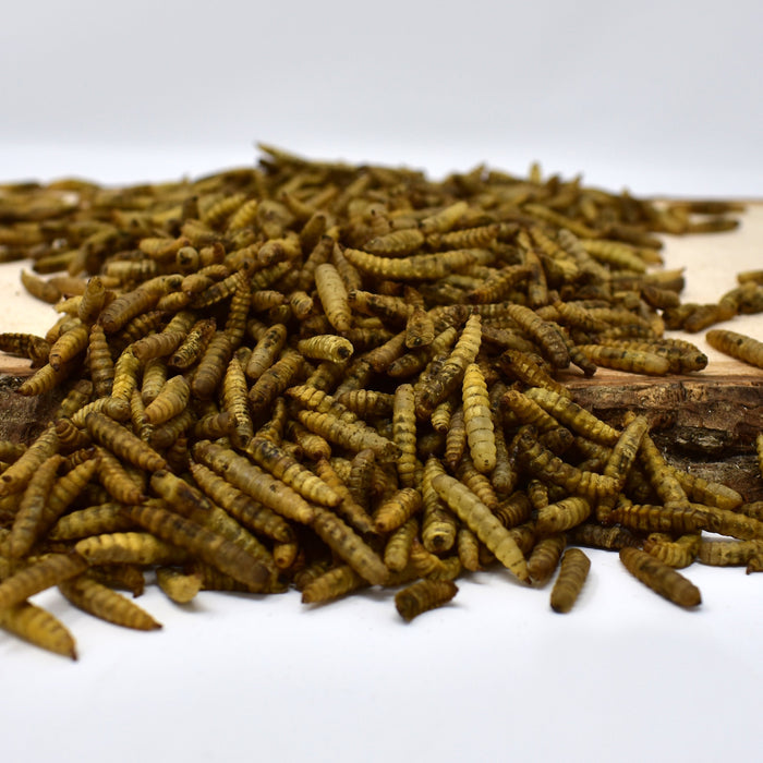 Wholesale Dried Black Soldier Fly Larvae (10 5oz BAGS)