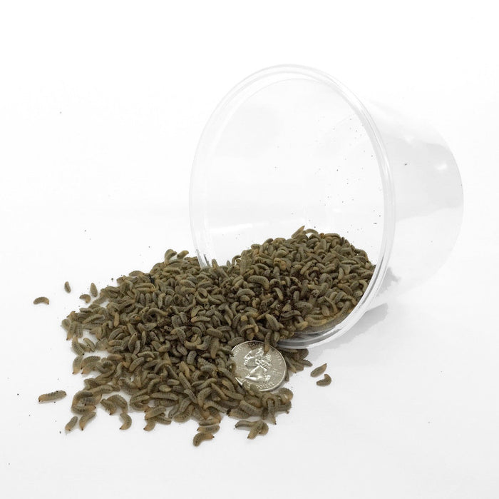 Wholesale Live BSFL - UPDATED WITH SMALLER COUNTS!
