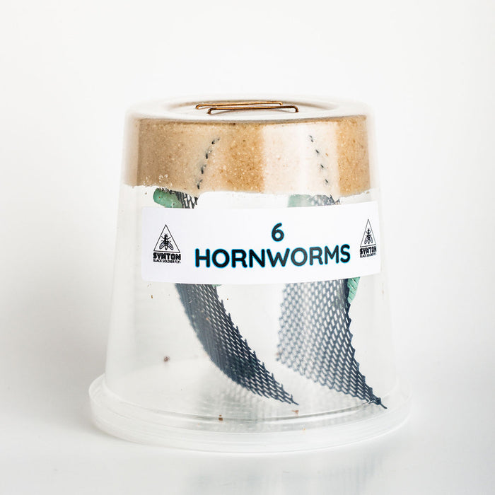 Wholesale Live Hornworms (5 Cups/Order)