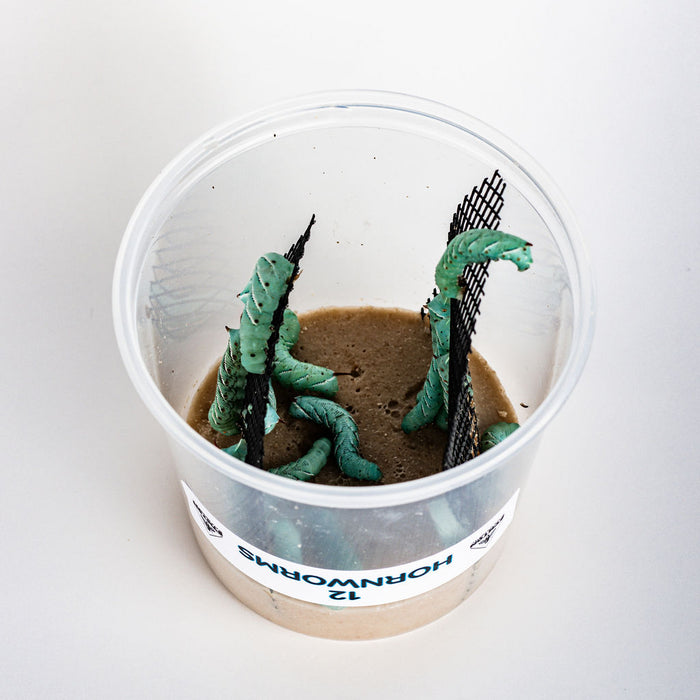 Wholesale Live Hornworms (5 Cups/Order)