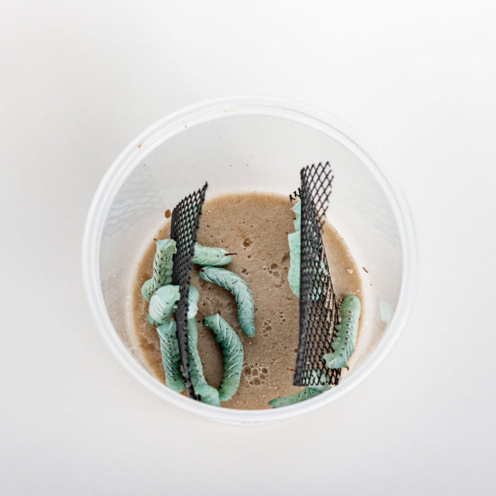 Wholesale Live Hornworms (5 Cups/Order)