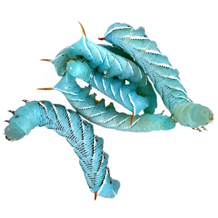 Wholesale Live Hornworms (5 Cups/Order)