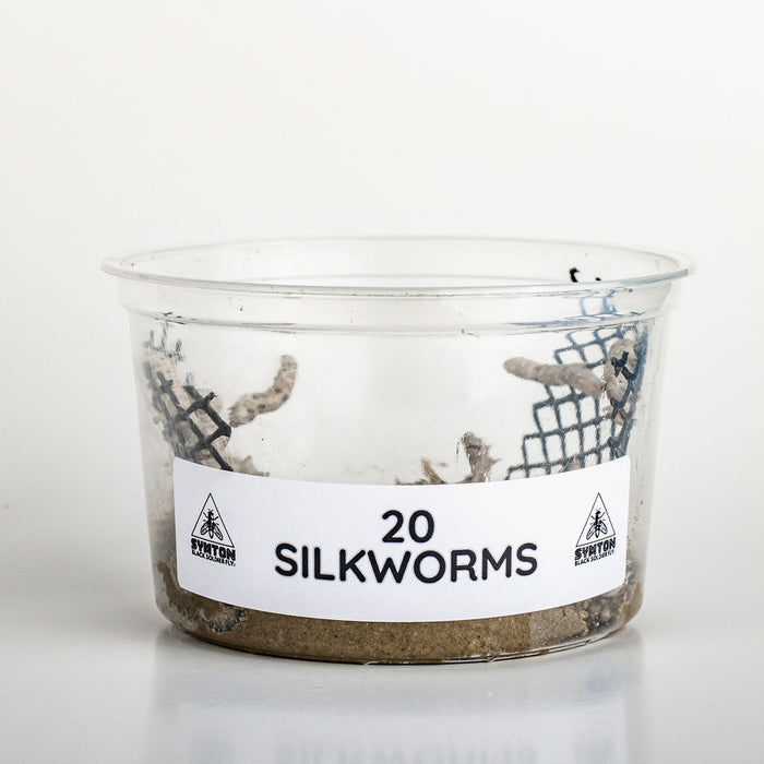 Wholesale Live Silkworms (5 Cups/Order)