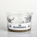 Wholesale Live Silkworms (5 Cups/Order)